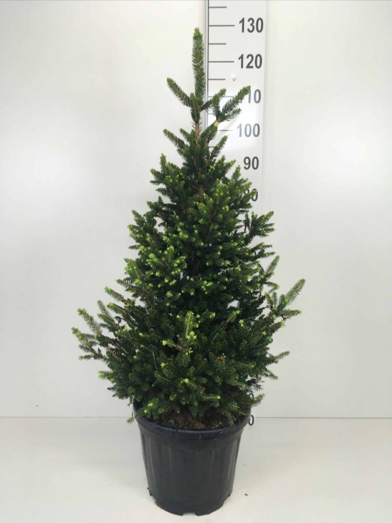 Picture of Picea abies Will's Zwerg P32-(15-LTR)-POTGROWN 80/100