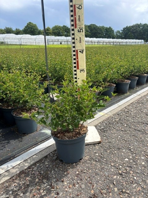 Syringa mey. Palibin
