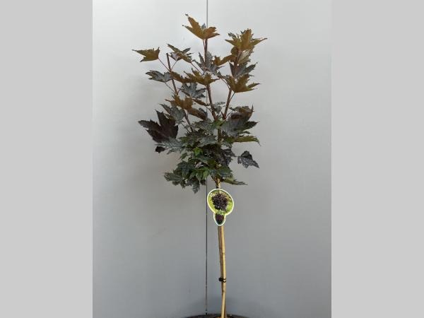 Picture of Acer plat. Crimson Sentry P26 (7.5 Ltr) 120/STD