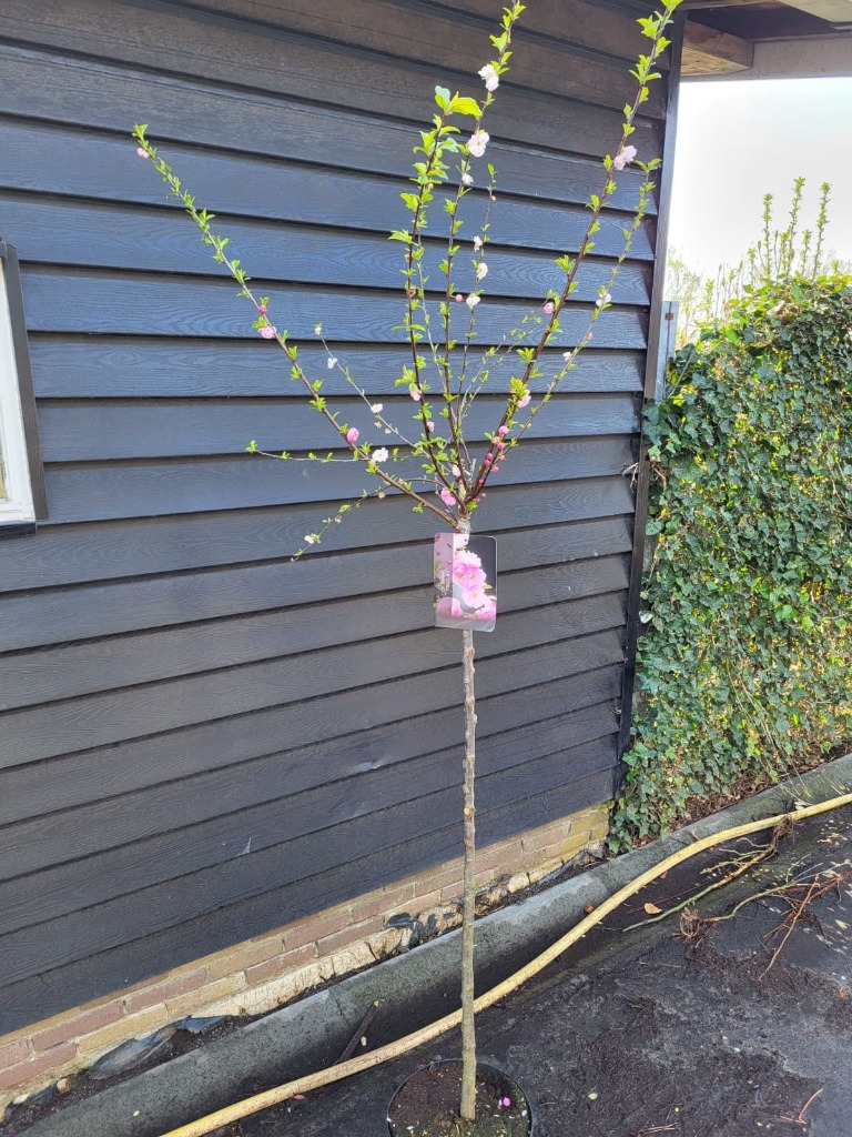 Picture of Prunus triloba P28-(10Ltr) 120/STD