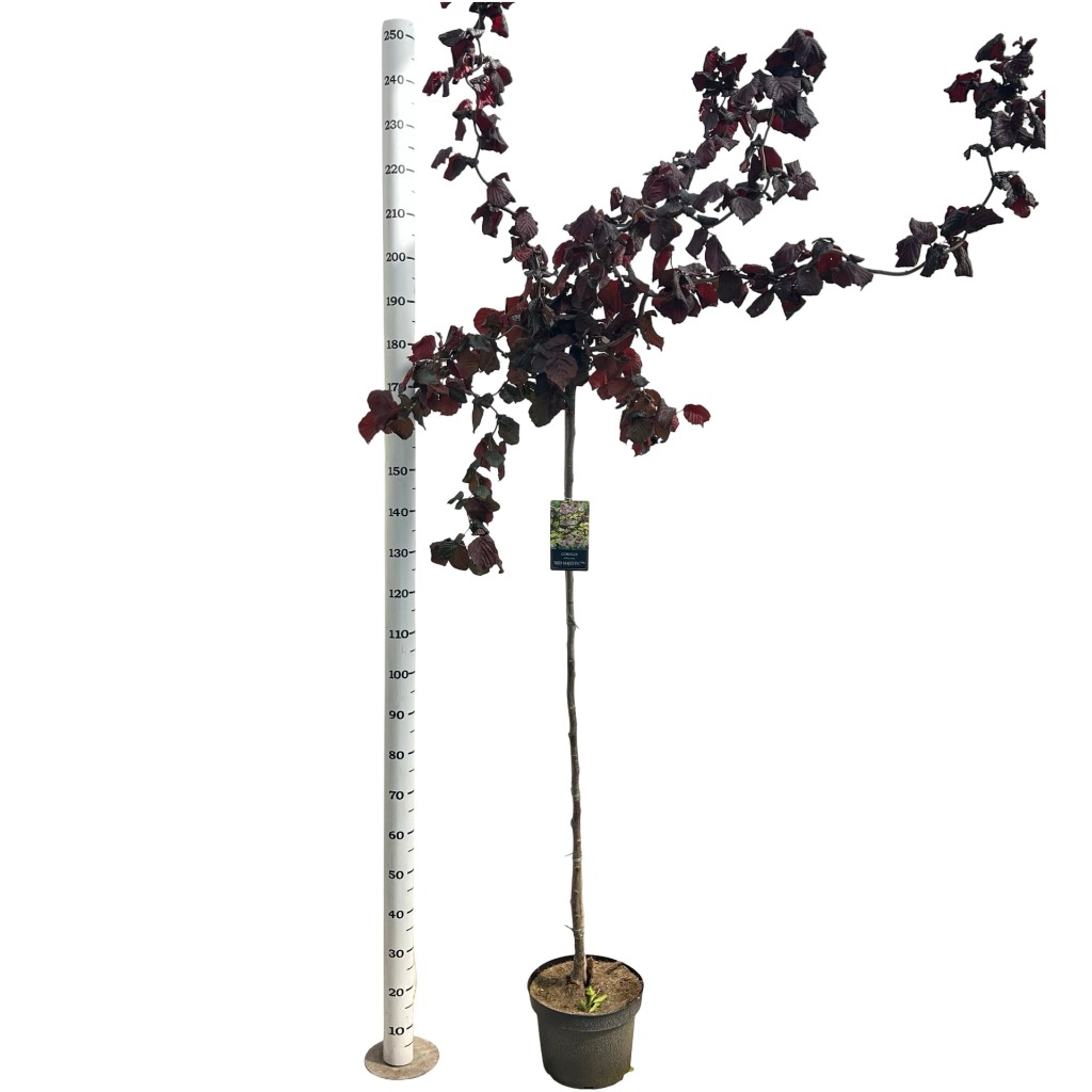 Corylus ave. Red Majestic