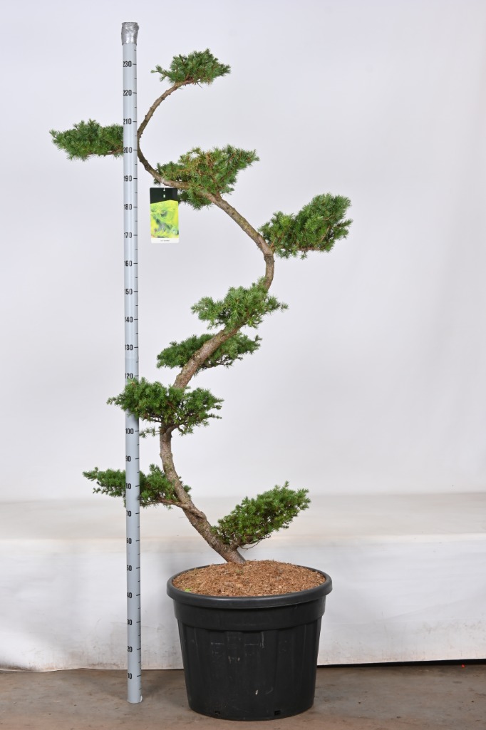 Picture of Larix kaempferi S-shape C90 175/+ bonsai