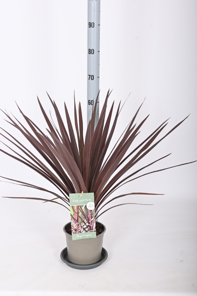 Picture of Cordyline australis Red Star P17 (2 Ltr)