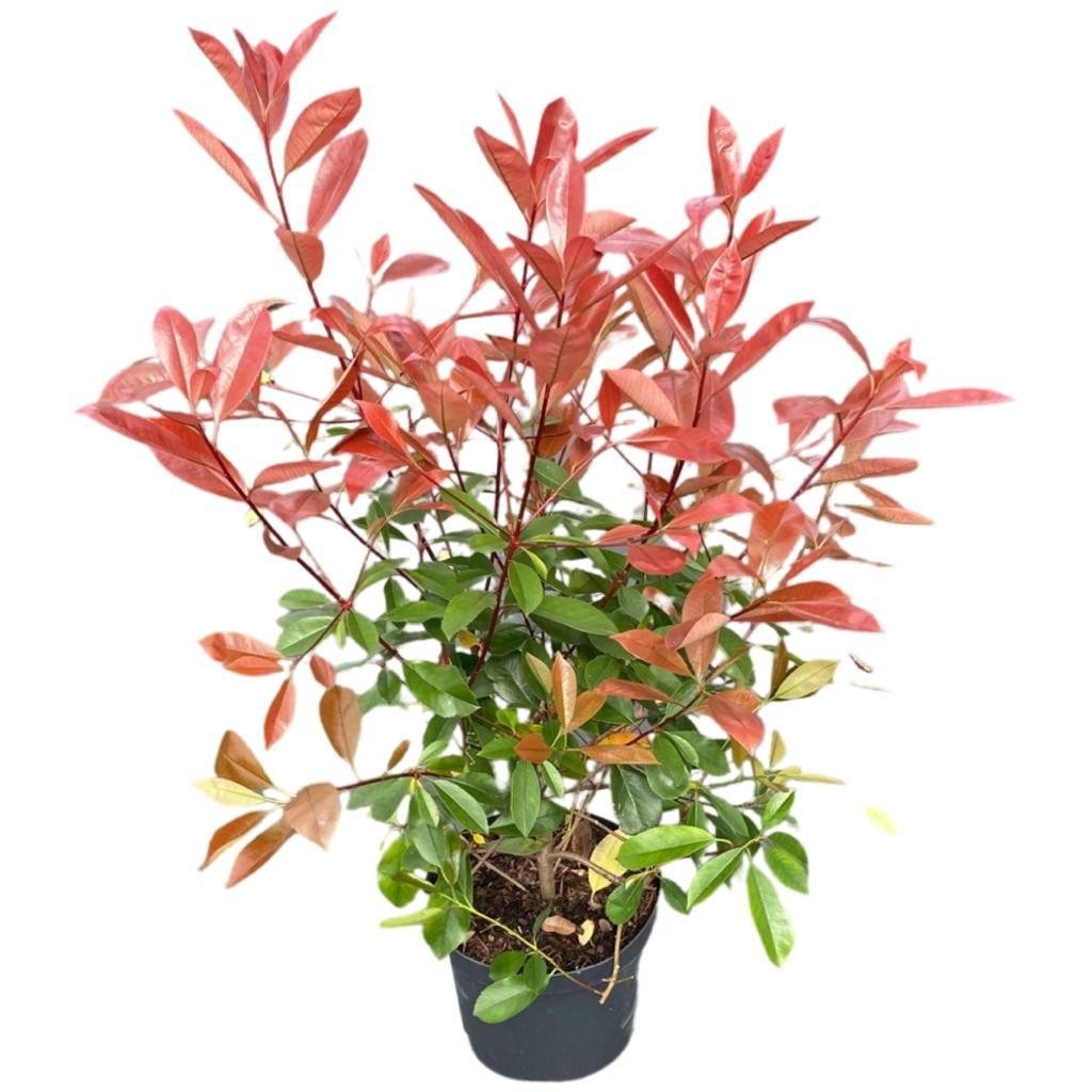 Picture of Photinia fras. Red Robin P26 (7.5 Ltr)