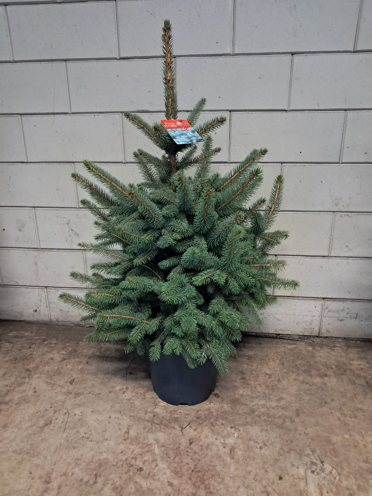 Picture of Picea pungens Superblue P32 (15 Ltr) 70/80CM