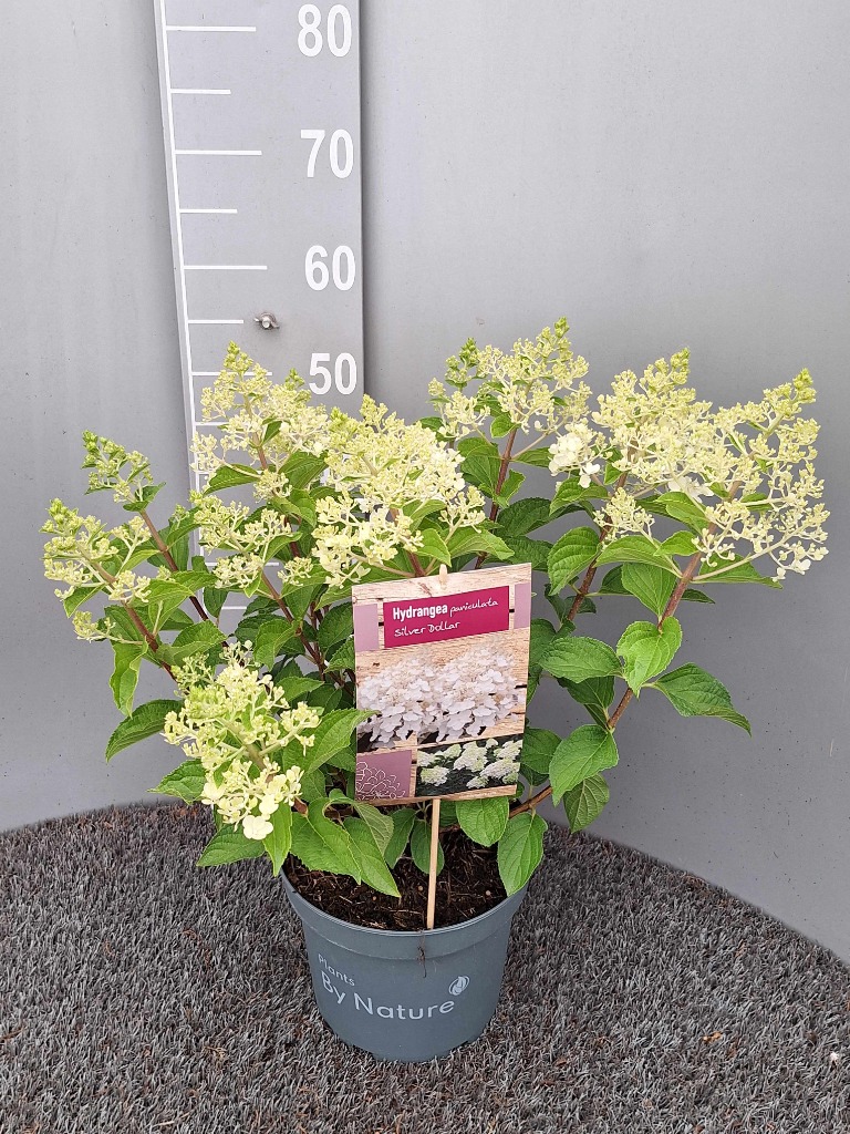 Hydrangea pan. Silver Dollar