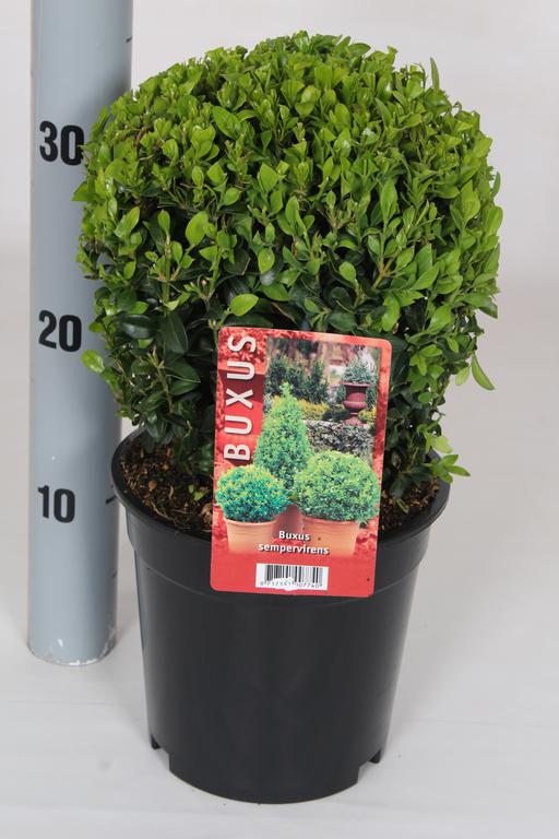 Picture of Buxus sempervirens P17 (2 Ltr) BALL-20/CM