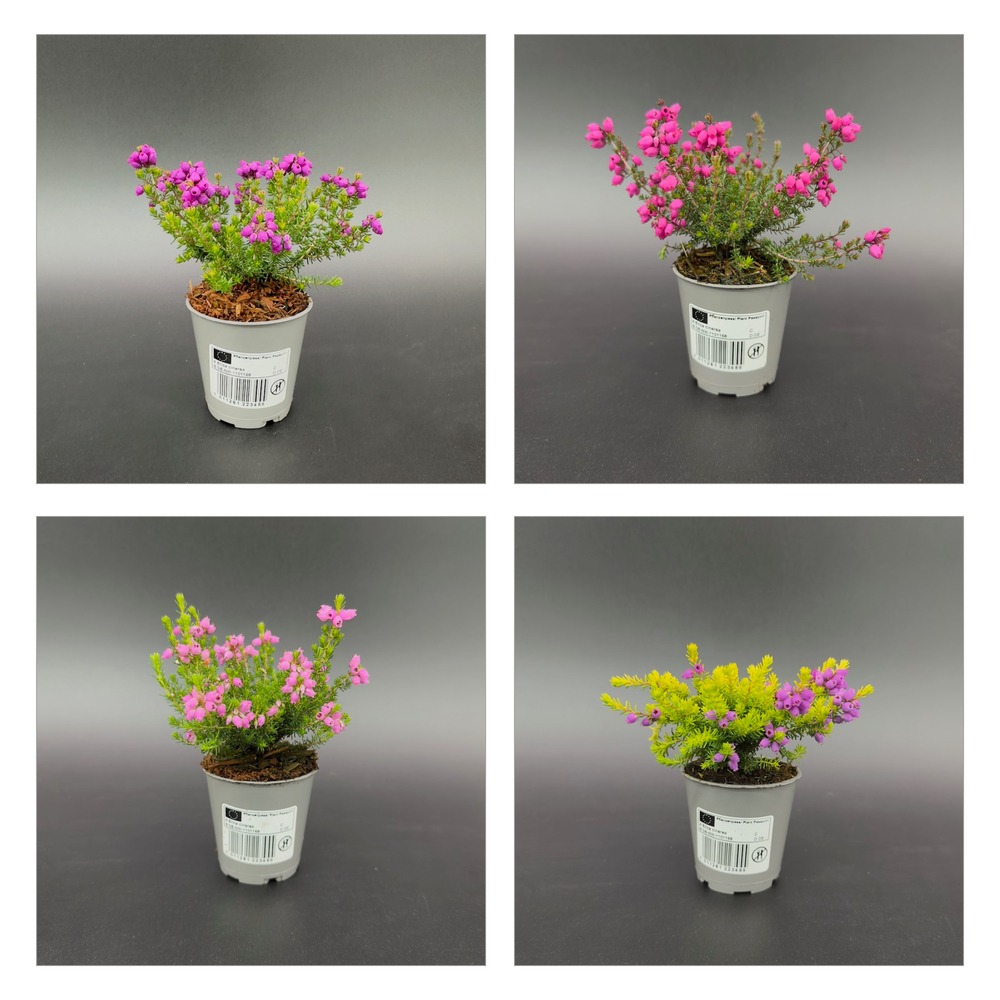 Picture of Erica cinerea in varieties MINI P6