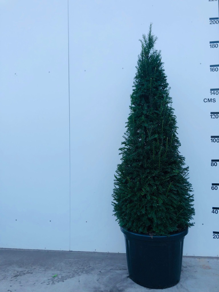 Picture of Taxus Baccata P45-(40-LTR) pyramide 140/150