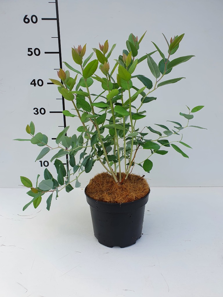 Picture of Zenobia pulverulenta Blue Sky P17 (2 Ltr) WITH-FLOWER