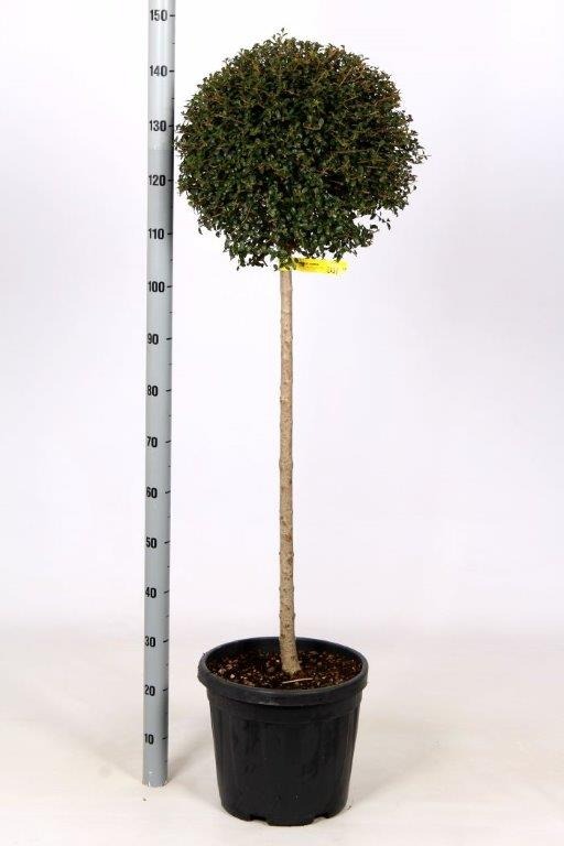 Picture of Ligustrum jonandrum C18 1/2 std 35/40 head