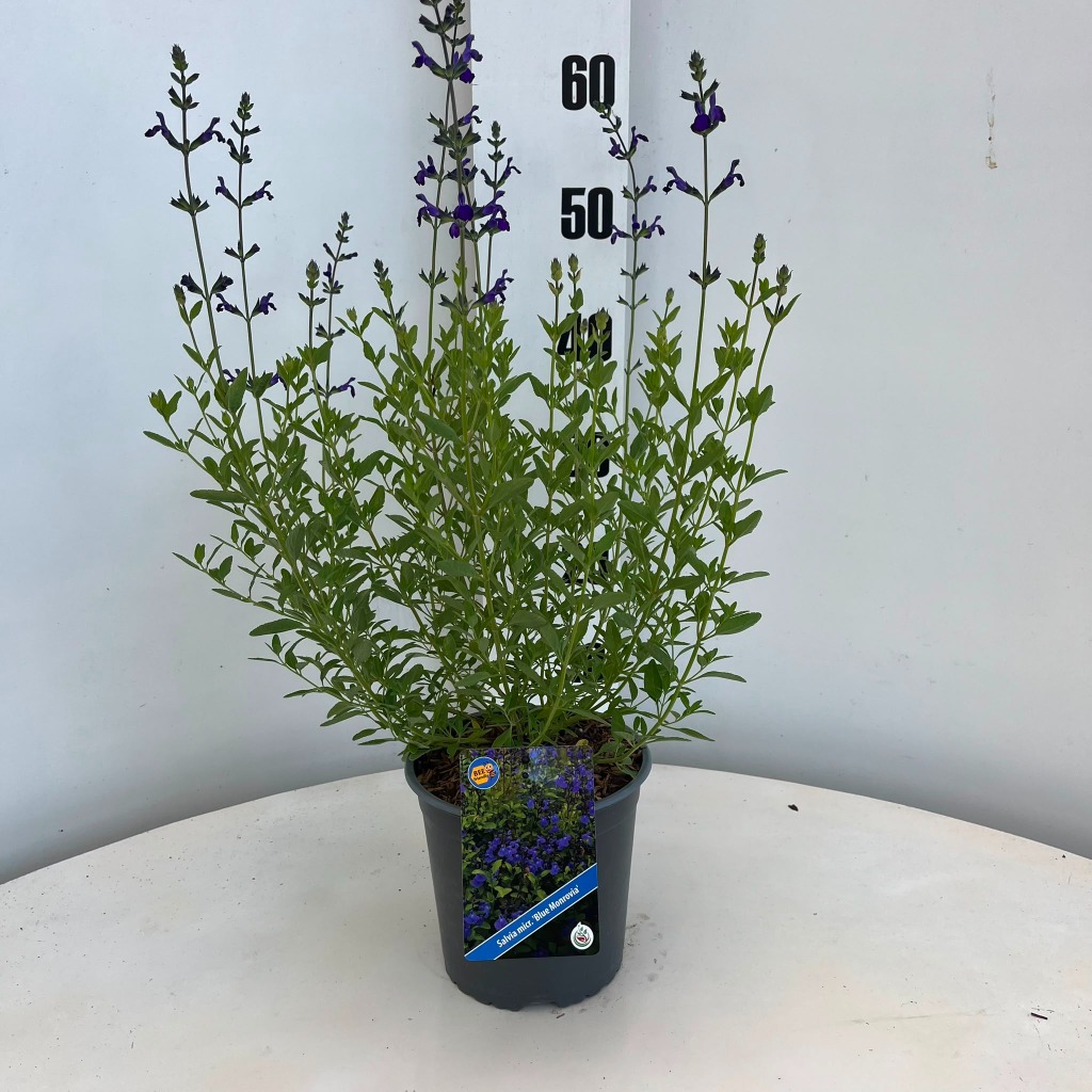 Salvia micr. Blue Monrovia