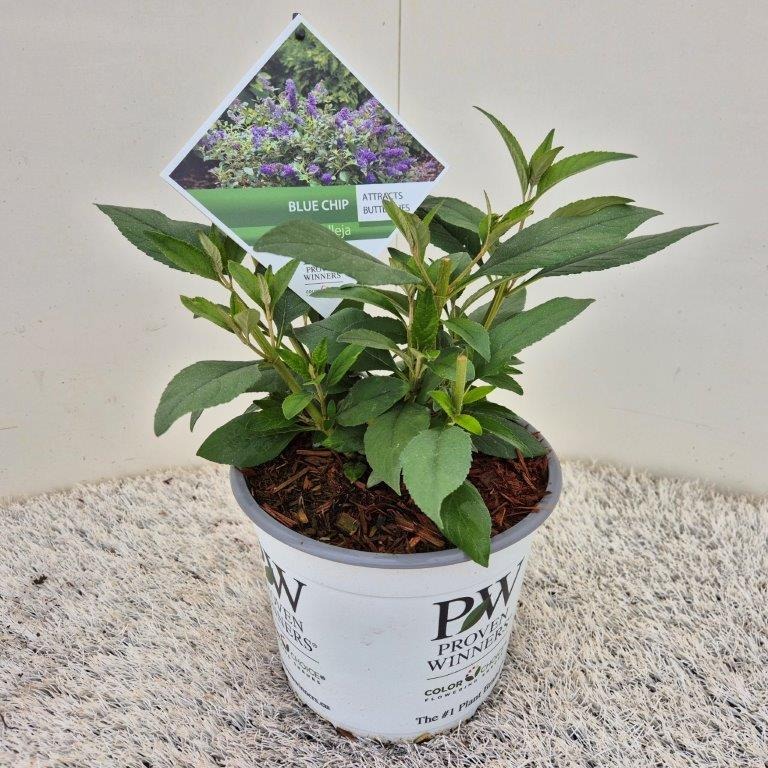 Buddleja dav. Blue Chip