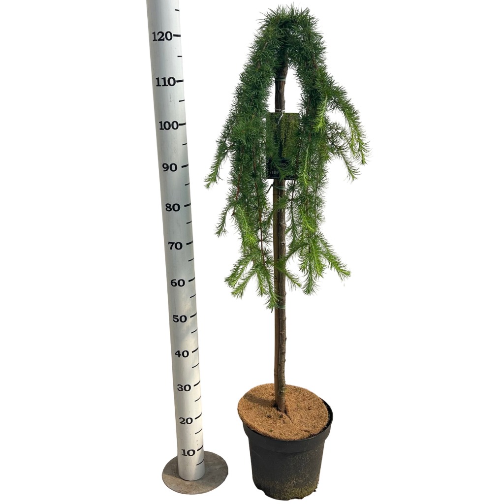 Larix kaempf. Stiff Weeper