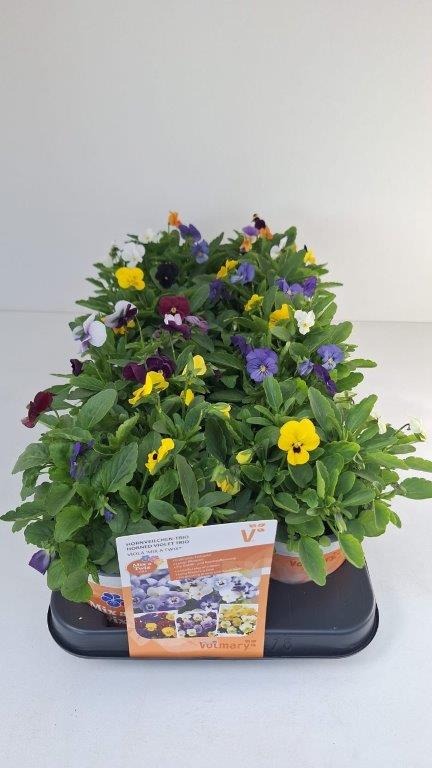 Picture of Viola Mix a Twix P13 25-CM