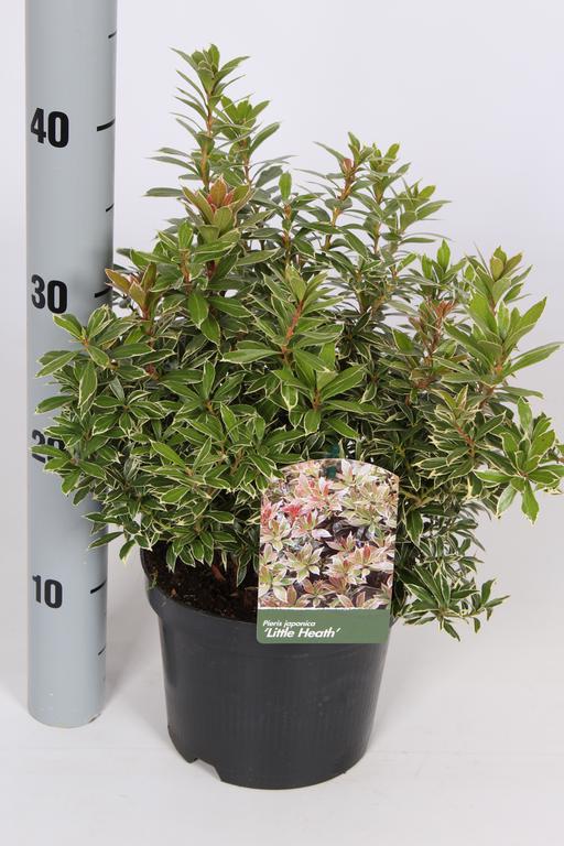 Picture of Pieris in varieties P17 (2 Ltr)