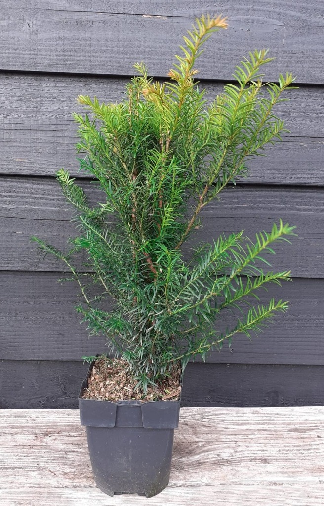 Picture of Taxus baccata P17 (2 Ltr) Square 45/CM