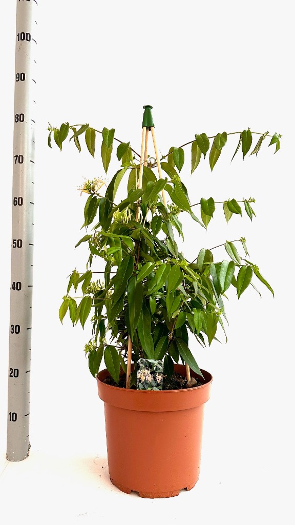 Picture of Lonicera Marinella (NEW) p.26/7.5ltr PYR