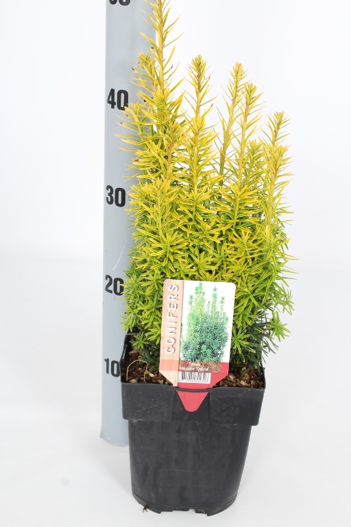 Picture of Taxus baccata David P17 (2 Ltr) Square