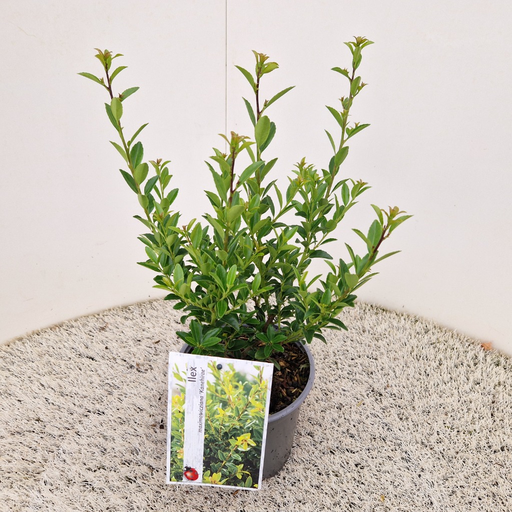 Ilex max. kanehirae