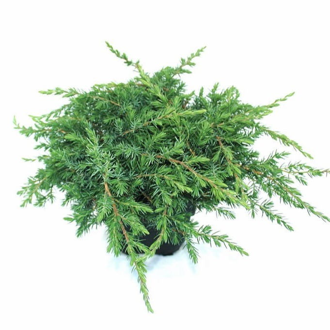 Picture of Juniperus con. Schlager P17 (2 Ltr) Square