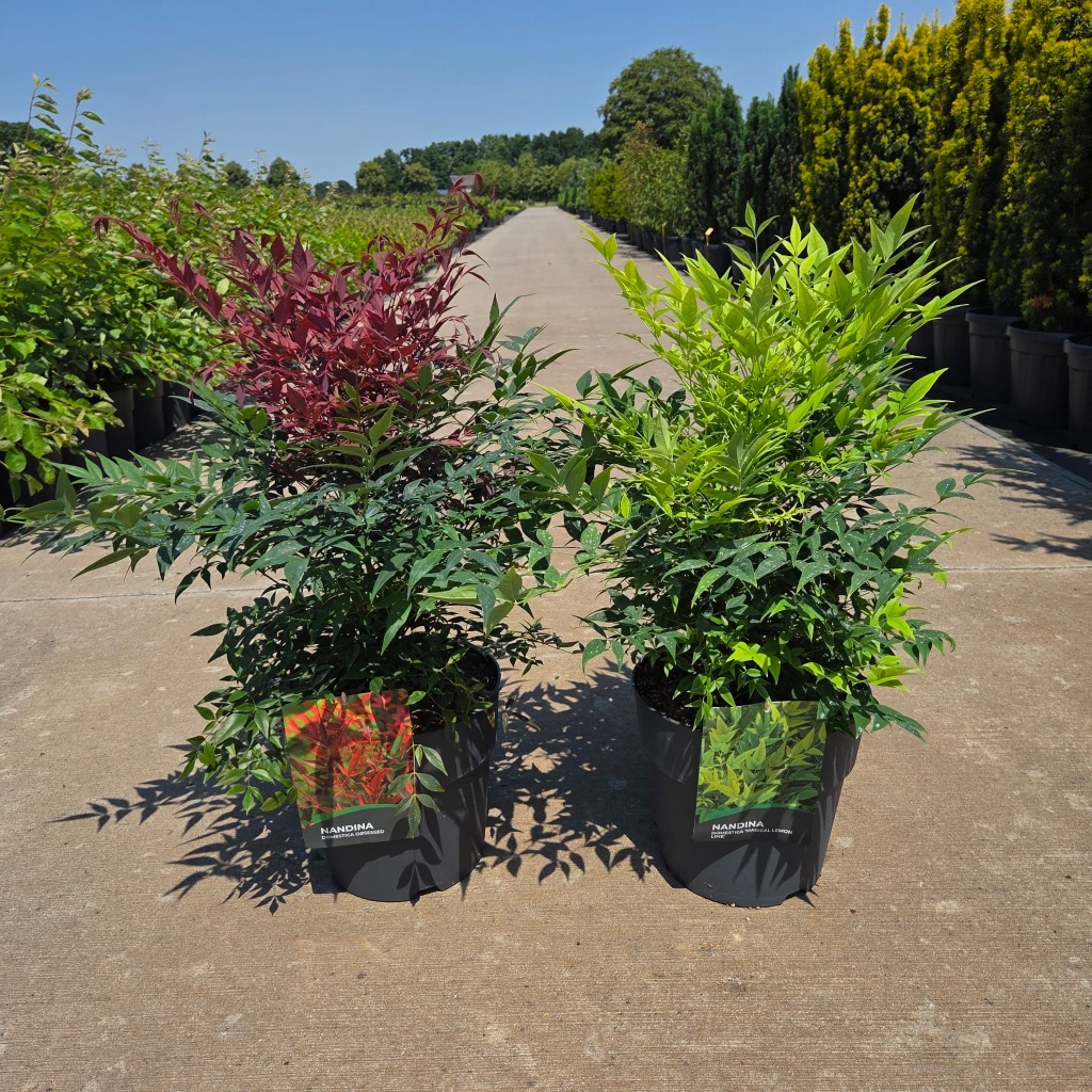 Nandina domestica in 2 varieties
