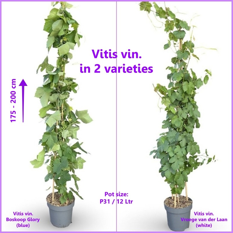 Picture of Trolley Deal 2025 Vitis vin. in varieties P31 (12 Ltr)