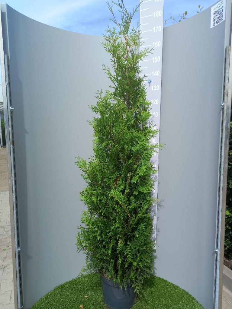 Picture of Thuja occidentalis Brabant P32 (15 Ltr) 150/175CM