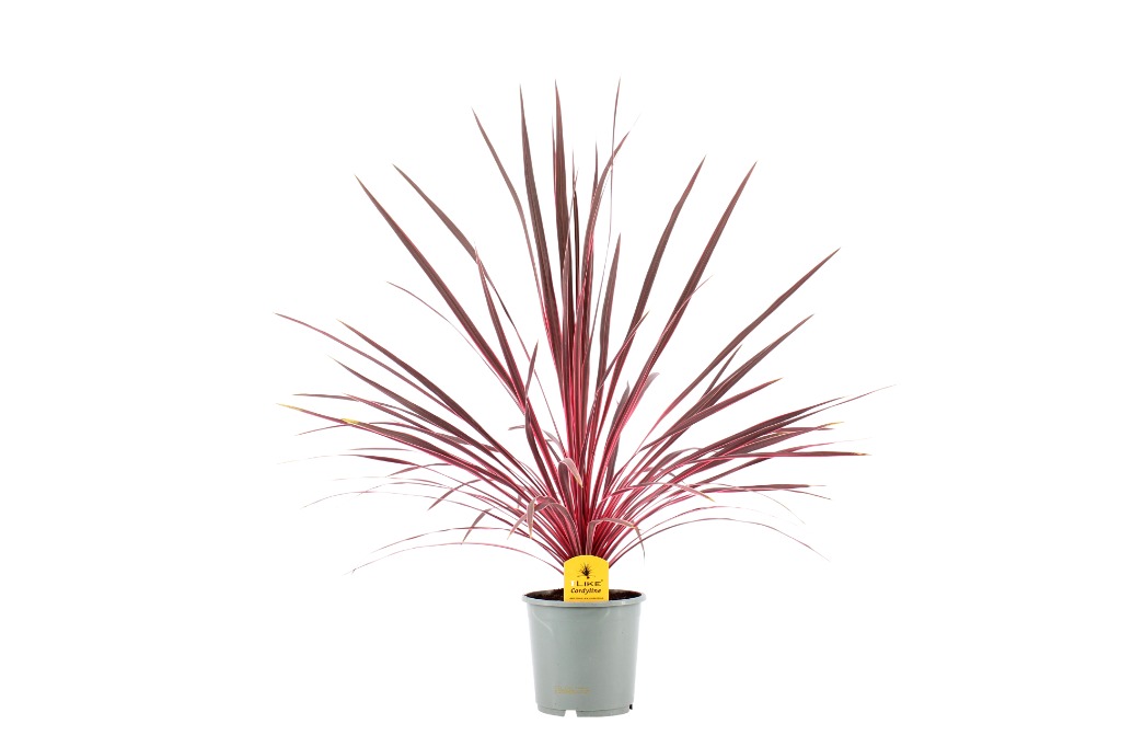 Picture of Cordyline Charlie Boy P17 (2 Ltr) 80-CM