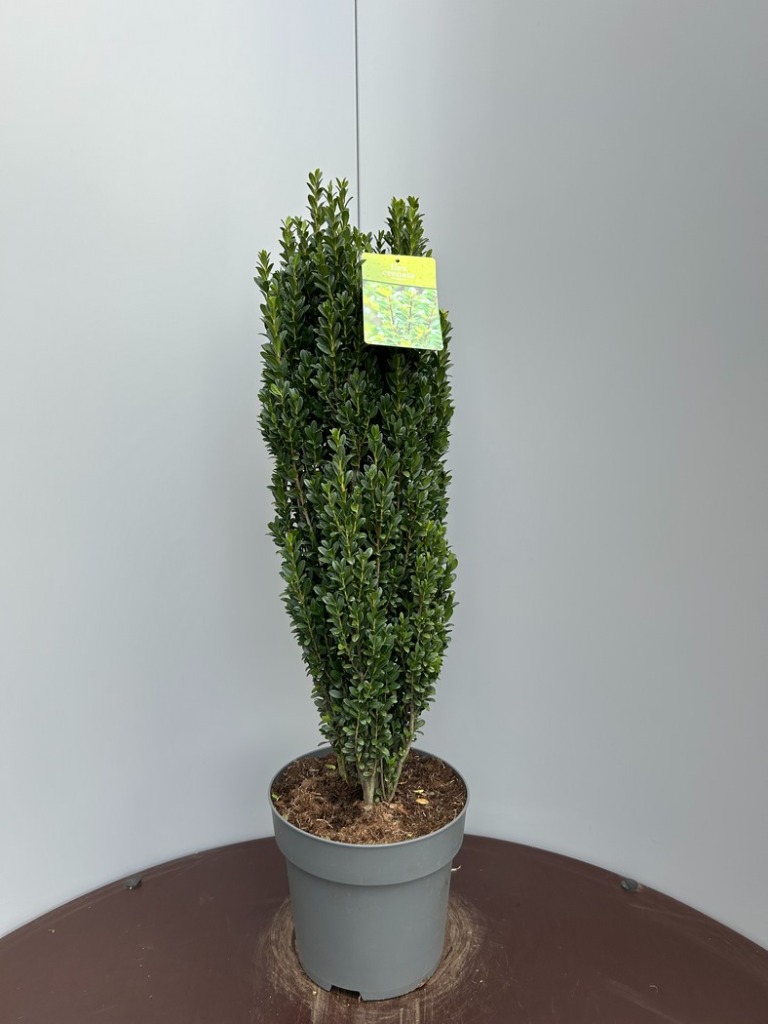 Ilex cr. Fastigiata