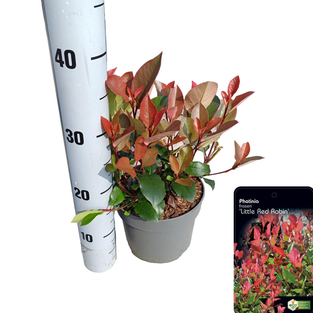 Picture of Photinia fras. Little Red Robin P17 (2 Ltr)