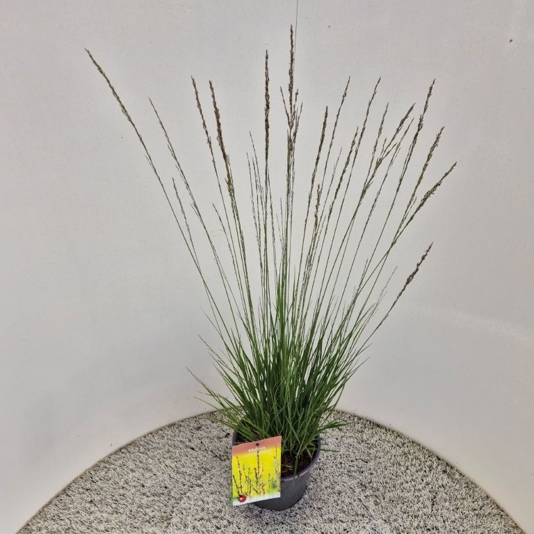 Molinia cae. Edith Dudszus