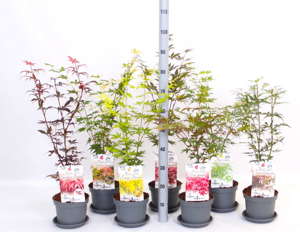 Picture of Acer pal. in varieties P19 (3 Ltr) 30/40