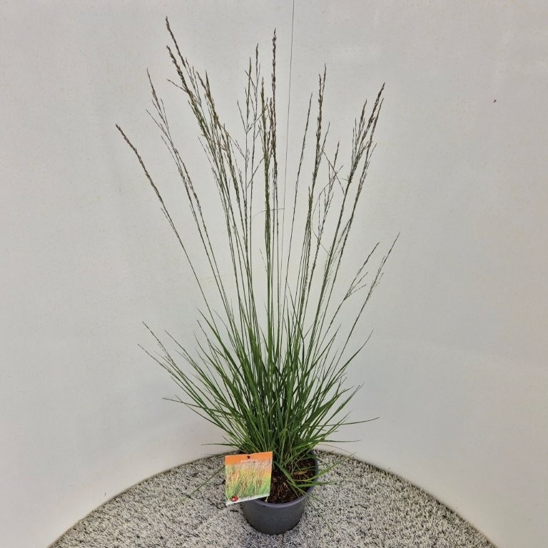 Molinia cae. Heidebraut