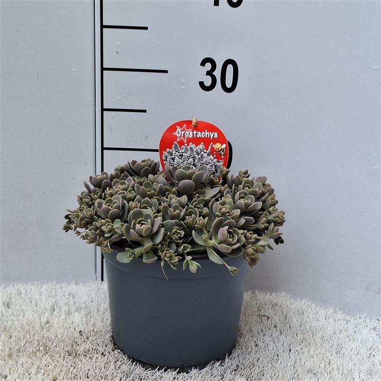 Picture of Orostachys furusei P19 (3 Ltr) 25-CM