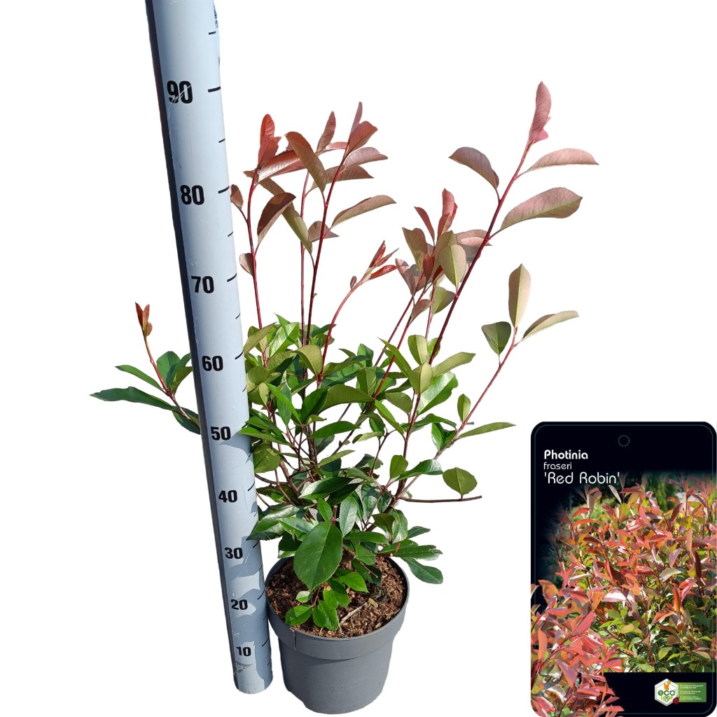 Picture of Photinia fras. Red Robin P23 (5 Ltr) 50/60