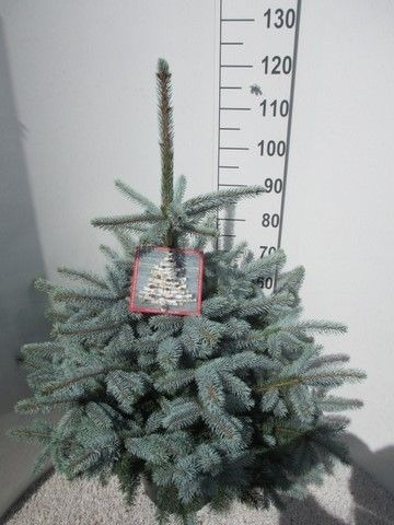 Picea pung. glauca Super Blue