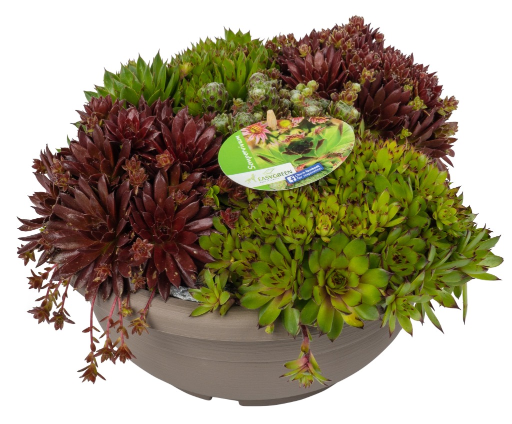 Picture of Sempervivum BOWL