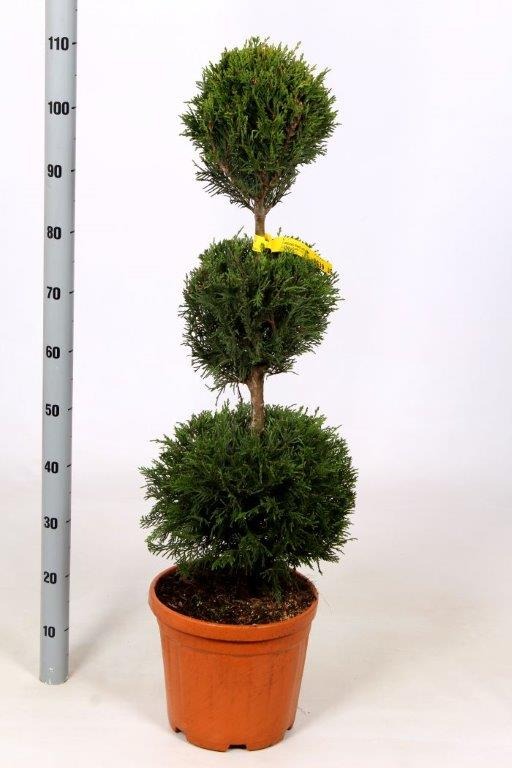 Picture of Cupressocyparis Leylandii C10 3 Balls 80/90