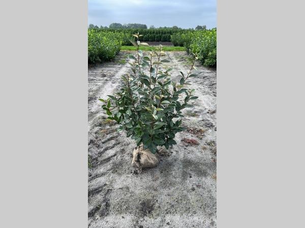 Picture of Elaeagnus Ebbingei ROOTBALL/JUTE 80/100CM