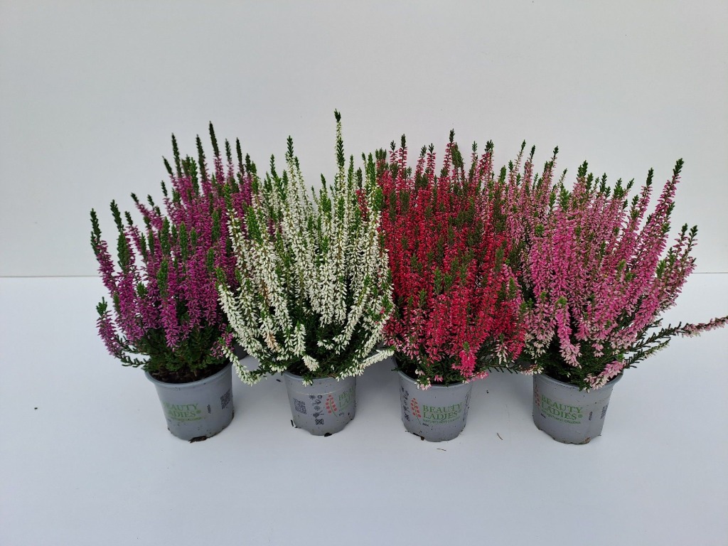 Picture of Calluna Beauty Ladies P9