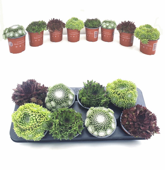 Picture of Sempervivum tectorum in varieties P13 15-CM