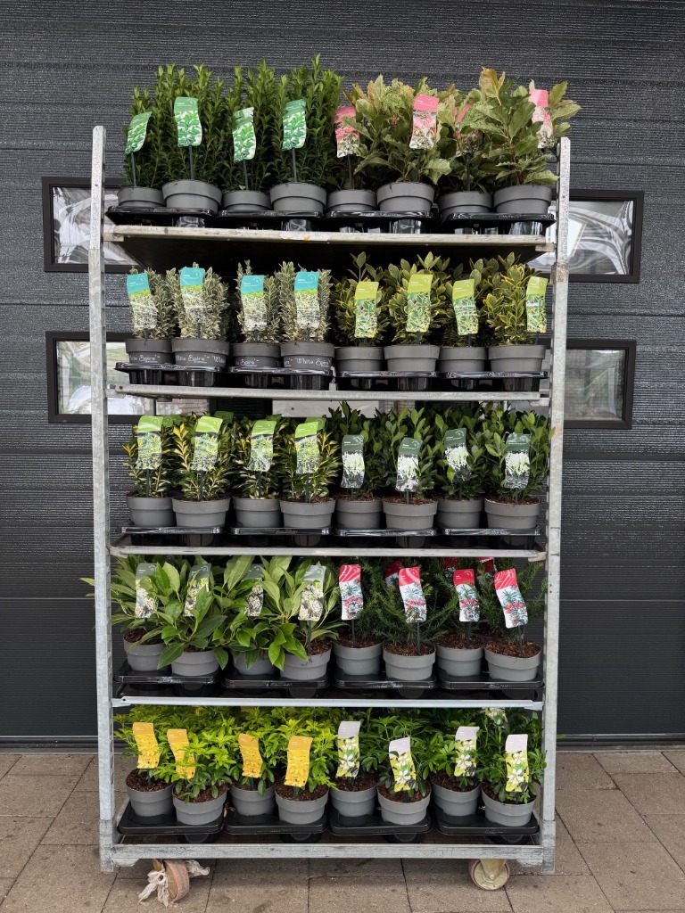 Picture of Trolley Deal Sep 2025 Shrubs in 10 varieties P17(2 Liter)