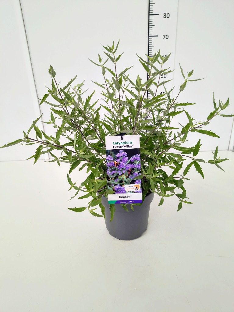 Picture of Caryopteris cland. Heavenly Blue P23 (5 Ltr)