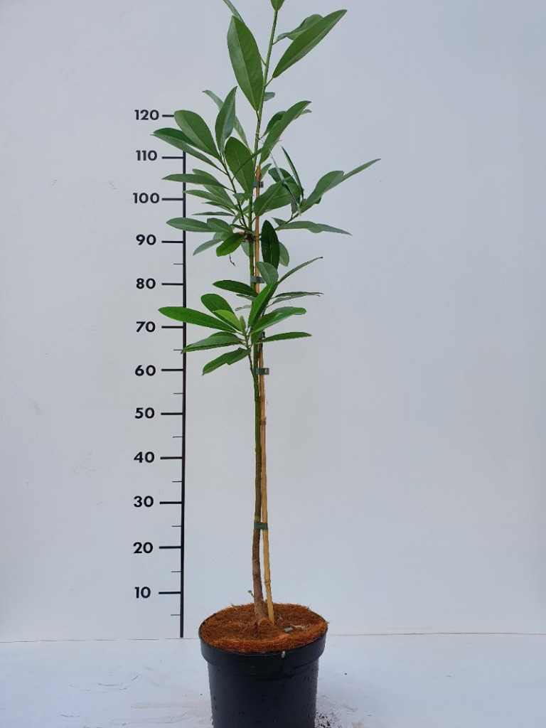 Picture of Magnolia virginiana P21 (4 Ltr)