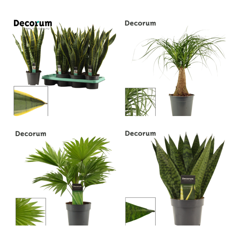 Picture of Trolley Deal 2025 Houseplants in varieties (Decorum)