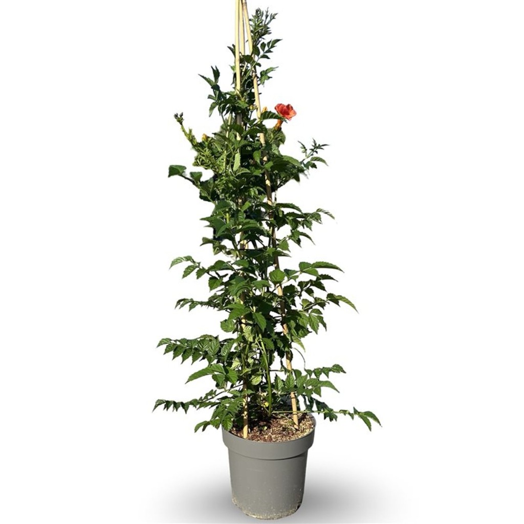 Picture of Campsis tagliab. Mme Galen P31-(12-LTR) 150/175CM