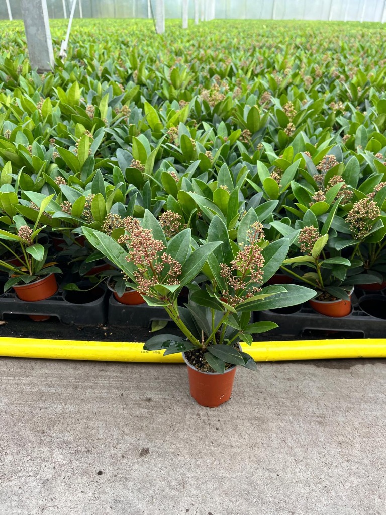 Picture of Skimmia jap. Rubella P9 4/5-FLOWER