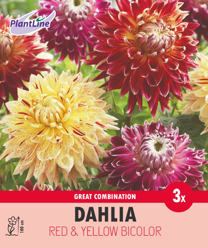 Picture of COMBI DAHLIA DECORATIVE RED AND YELLOW SHADES 10-BAGS-WITH--DAHLIA-IN-BOX