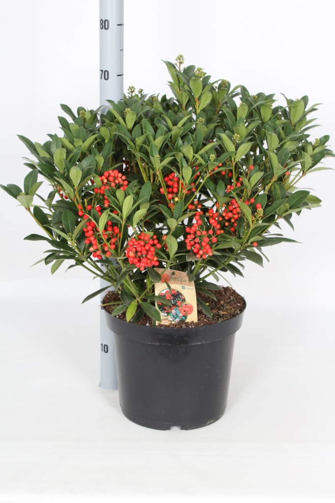 Picture of Skimmia japonica Pabella P31-(12-LTR) 40/TRUSSES